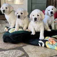 Holly, a female Labrador Retriever for sale in Los Angeles, CA – Photo 8 of 10