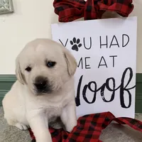 Holly, a female Labrador Retriever for sale in Los Angeles, CA – Photo 3 of 10