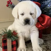 Holly, a female Labrador Retriever for sale in Los Angeles, CA – Photo 1 of 10