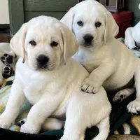 Holly, a female Labrador Retriever for sale in Los Angeles, CA – Photo 10 of 10