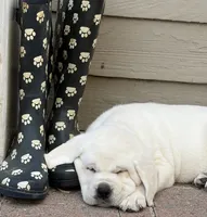 Lil Pumpkin , a female Labrador Retriever for sale in Los Angeles, CA – 4 of 7