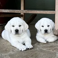 Olaf, a male Labrador Retriever for sale in Los Angeles, CA – Photo 2 of 10