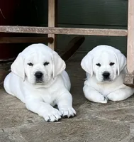 Olaf, a male Labrador Retriever for sale in Los Angeles, CA – Photo 2 of 10