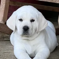 Olaf, a male Labrador Retriever for sale in Los Angeles, CA – Photo 1 of 10