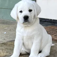 Olaf, a male Labrador Retriever for sale in Los Angeles, CA – Photo 6 of 10