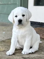 Olaf, a male Labrador Retriever for sale in Los Angeles, CA – Photo 6 of 10