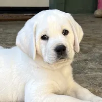 Olaf, a male Labrador Retriever for sale in Los Angeles, CA – Photo 5 of 10