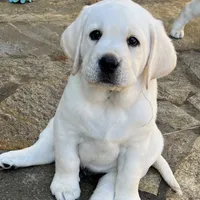 Olaf, a male Labrador Retriever for sale in Los Angeles, CA – Photo 8 of 10