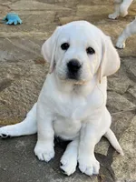 Olaf, a male Labrador Retriever for sale in Los Angeles, CA – Photo 8 of 10