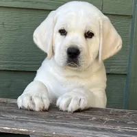 Olaf, a male Labrador Retriever for sale in Los Angeles, CA – Photo 3 of 10