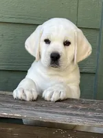 Olaf, a male Labrador Retriever for sale in Los Angeles, CA – Photo 3 of 10
