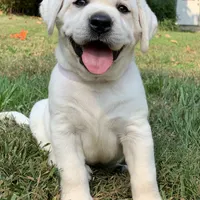 Olaf, a male Labrador Retriever for sale in Los Angeles, CA – Photo 10 of 10