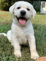 Olaf, a male Labrador Retriever for sale in Los Angeles, CA – Photo 10 of 10