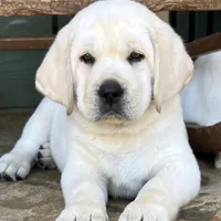 Olaf, a male Labrador Retriever for sale in Los Angeles, CA – Photo 4 of 10