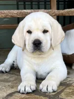 Olaf, a male Labrador Retriever for sale in Los Angeles, CA – Photo 4 of 10