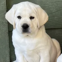 Olaf, a male Labrador Retriever for sale in Los Angeles, CA – Photo 7 of 10