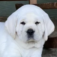 Olaf, a male Labrador Retriever for sale in Los Angeles, CA – Photo 9 of 10