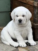 Willow, a female Labrador Retriever for sale in Los Angeles, CA – Photo 1 of 10