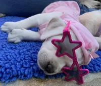 Willow, a female Labrador Retriever for sale in Los Angeles, CA – Photo 6 of 10