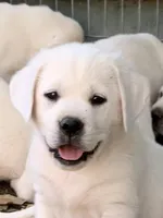 Willow, a female Labrador Retriever for sale in Los Angeles, CA – Photo 9 of 10