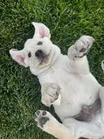 Willow, a female Labrador Retriever for sale in Los Angeles, CA – Photo 10 of 10