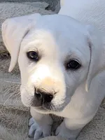 Willow, a female Labrador Retriever for sale in Los Angeles, CA – Photo 8 of 10