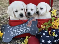 Willow, a female Labrador Retriever for sale in Los Angeles, CA – Photo 4 of 10