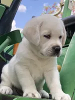 Willow, a female Labrador Retriever for sale in Los Angeles, CA – Photo 5 of 10