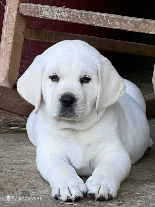 Daisy – Labrador Retriever puppy for sale in Los Angeles, CA