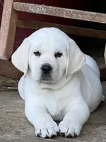 Daisy, a female Labrador Retriever for sale in Los Angeles, CA – 1 of 10