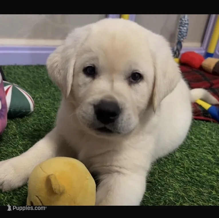 Lil Pumpkin  – Labrador Retriever puppy for sale in Los Angeles, CA