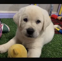 Lil Pumpkin , a female Labrador Retriever for sale in Los Angeles, CA – 1 of 7