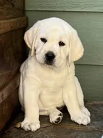Elsa, a female Labrador Retriever for sale in Los Angeles, CA – 4 of 10