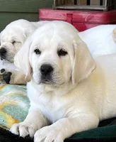 Elsa, a female Labrador Retriever for sale in Los Angeles, CA – 10 of 10