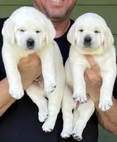 Jack, a male Labrador Retriever for sale in Los Angeles, CA – Photo 8 of 10