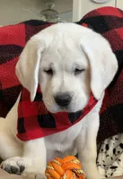 Jack, a male Labrador Retriever for sale in Los Angeles, CA – Photo 1 of 10