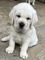 Jack, a male Labrador Retriever for sale in Los Angeles, CA – Photo 10 of 10