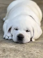 Jack, a male Labrador Retriever for sale in Los Angeles, CA – Photo 9 of 10
