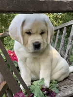 Jack, a male Labrador Retriever for sale in Los Angeles, CA – Photo 5 of 10