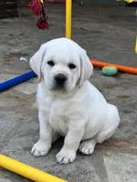 Jack, a male Labrador Retriever for sale in Los Angeles, CA – Photo 6 of 10