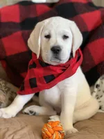 Jack, a male Labrador Retriever for sale in Los Angeles, CA – Photo 2 of 10