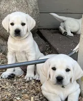 Jack, a male Labrador Retriever for sale in Los Angeles, CA – Photo 4 of 10