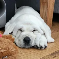 Jack, a male Labrador Retriever for sale in Los Angeles, CA – Photo 7 of 10