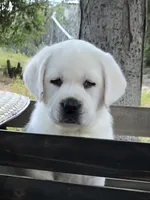 Jack, a male Labrador Retriever for sale in Los Angeles, CA – Photo 3 of 10