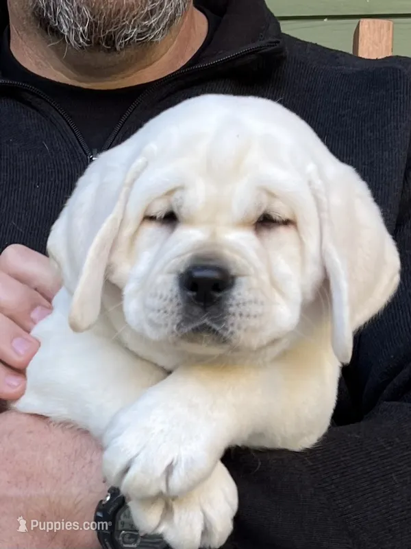 Rosie – Labrador Retriever puppy for sale in Los Angeles, CA