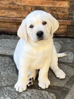 Elsa, a female Labrador Retriever for sale in Los Angeles, CA – 6 of 10
