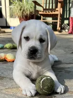 Charley, a male Labrador Retriever for sale in Los Angeles, CA – Photo 4 of 10