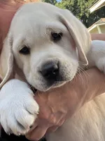 Charley, a male Labrador Retriever for sale in Los Angeles, CA – Photo 7 of 10