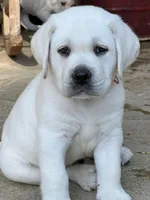 Charley, a male Labrador Retriever for sale in Los Angeles, CA – Photo 6 of 10