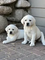Charley, a male Labrador Retriever for sale in Los Angeles, CA – Photo 8 of 10